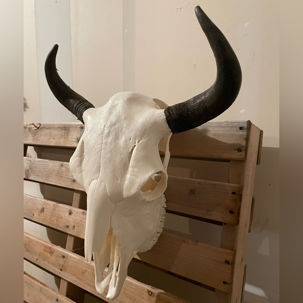 ✨💀 Buffalo skull euro mount - Picture 2 of 8